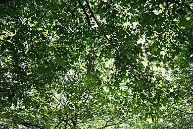 Forza系列作品促销，《极限竞速：地平线5》享五折！