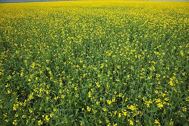 客户拖欠款项把这家成立16年的游戏工作室拖死了